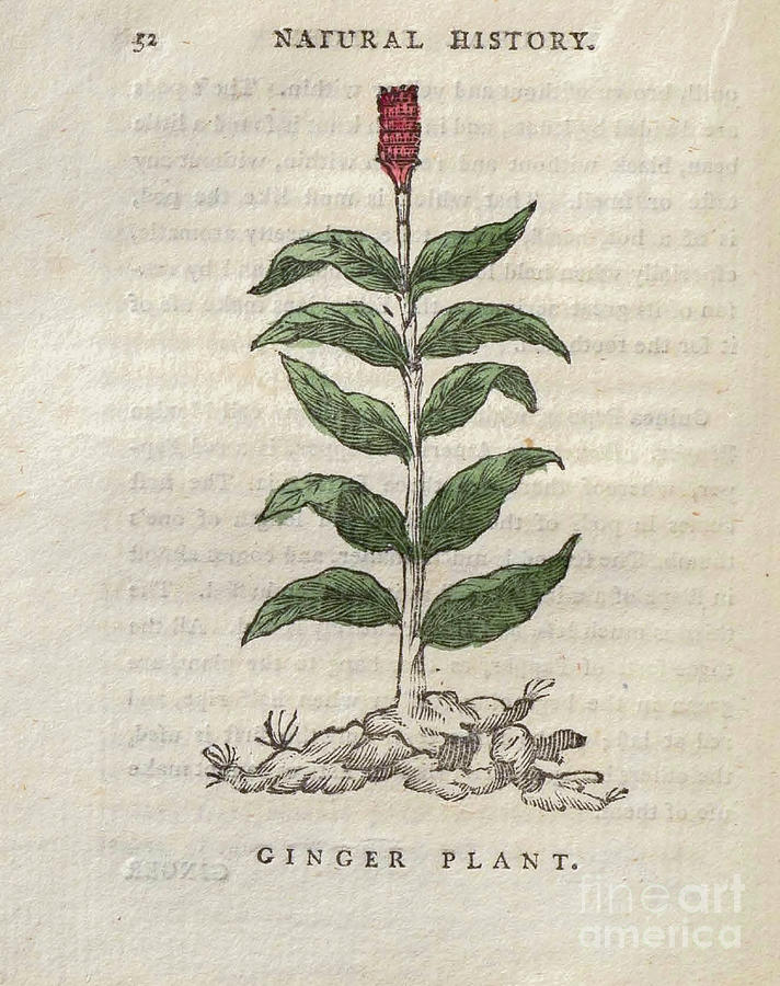 Ginger Plant t4 Drawing by Botany