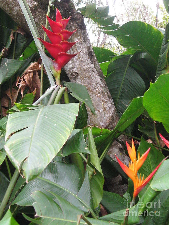 Ginger Root, Bird of Paradise, on the Road to Hana, Maui, Hawaii  Photograph by Catherine Ludwig Donleycott
