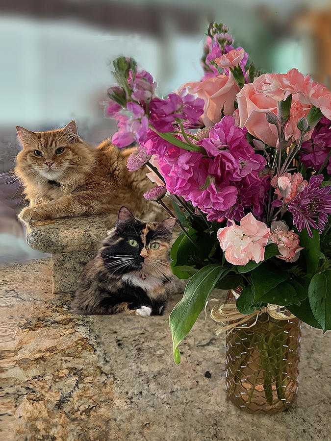 Ginger, Tortie and Flowers Photograph by Karen Zuk Rosenblatt