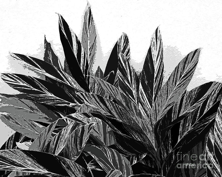 Ginger Variegation Abstract Black and White 300 by Sharon Williams Eng Ginger Variegation Abstract Black and White 300 by Sharon Williams Eng