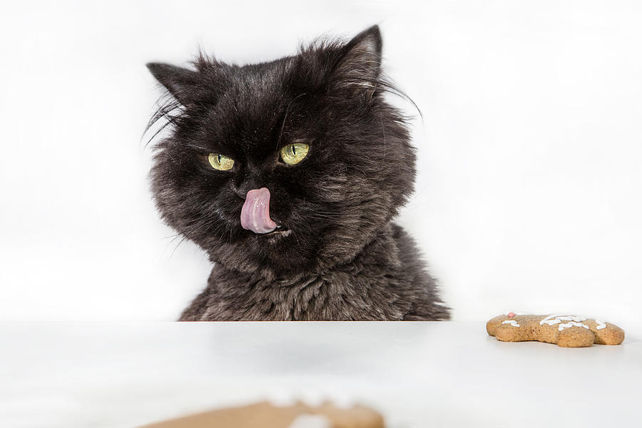 Gingerbread and black cat licks its face Photograph by Sanja Baljkas