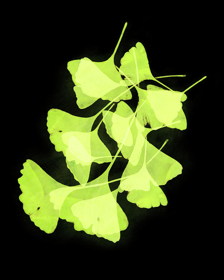 Gingko Leaf Collage Green On Black Photograph