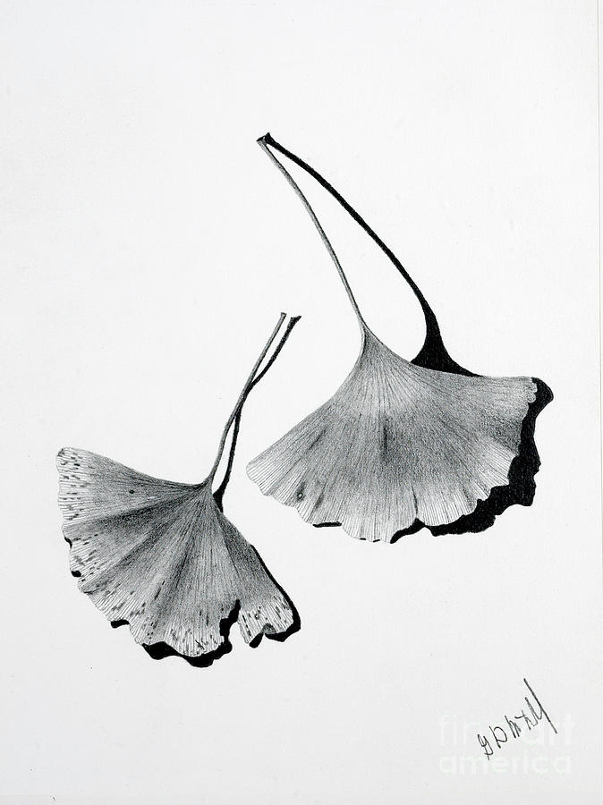 Gingko Leaves Drawing Drawing by Garry McMichael