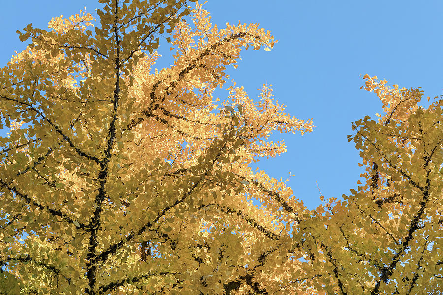 Gingko Tree - Gingko biloba - Fall Leaves Photograph by Michael Russell