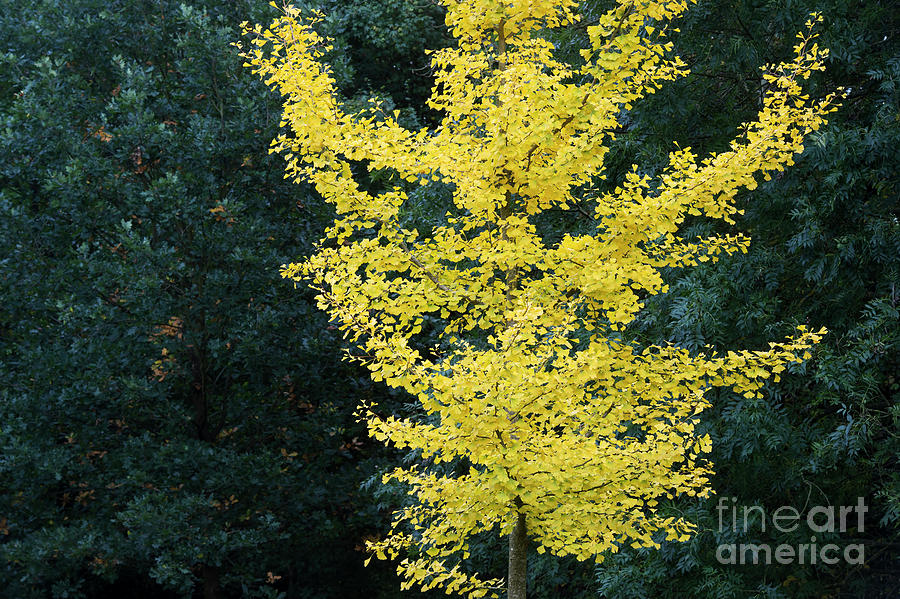 Ginkgo Biloba Tremonia Tree in Autumn  Photograph by Tim Gainey