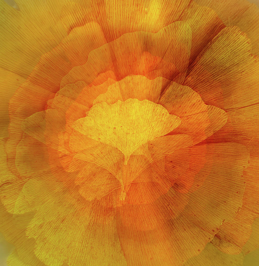 Ginkgo Leaf Collage Digital Art by Terry Davis