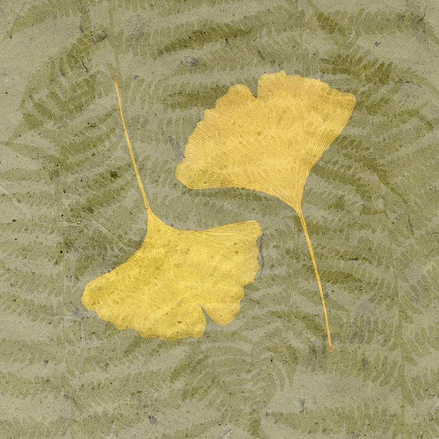 Ginkgo Leaf on Fern Background Drawing by Jeff Venier