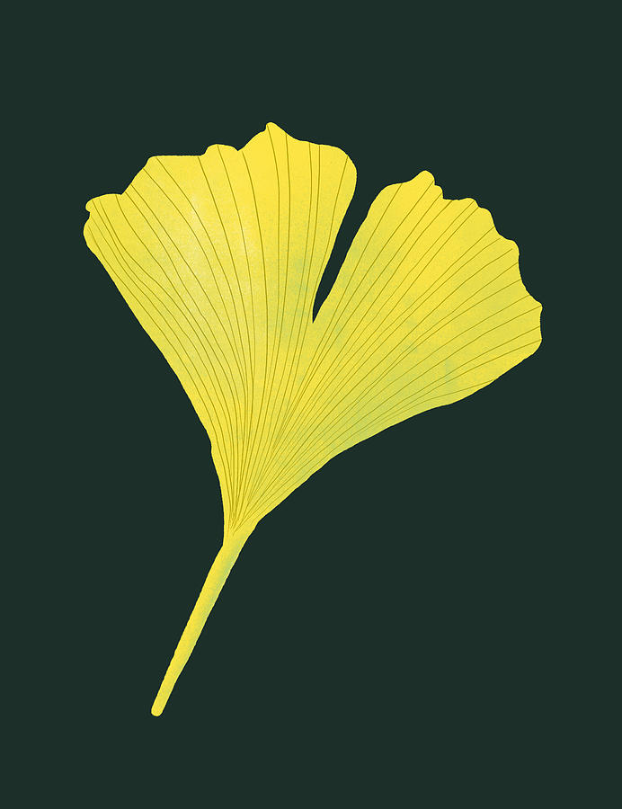 Ginkgo leaf plant lover green Digital Art by Boriana Giormova