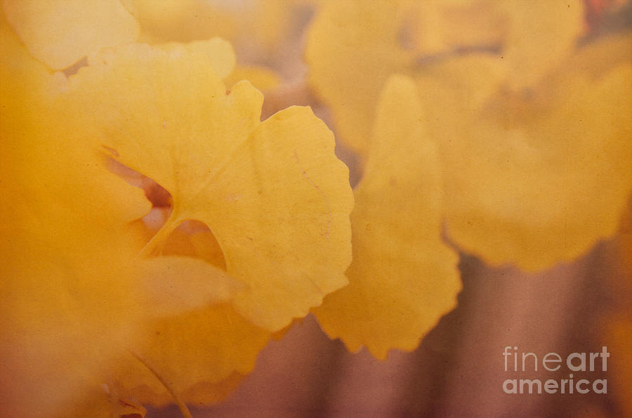 Ginkgo Leaves Photograph by Andrea Anderegg