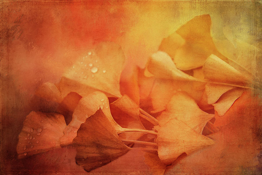 Ginkgo Leaves in Autumn Digital Art by Terry Davis