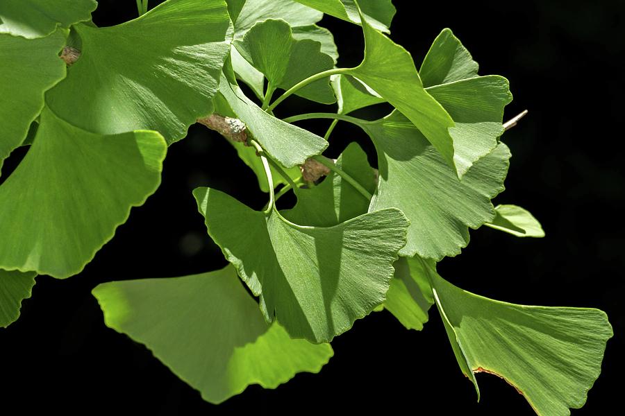 Ginkgo Leaves Photograph by Liza Eckardt