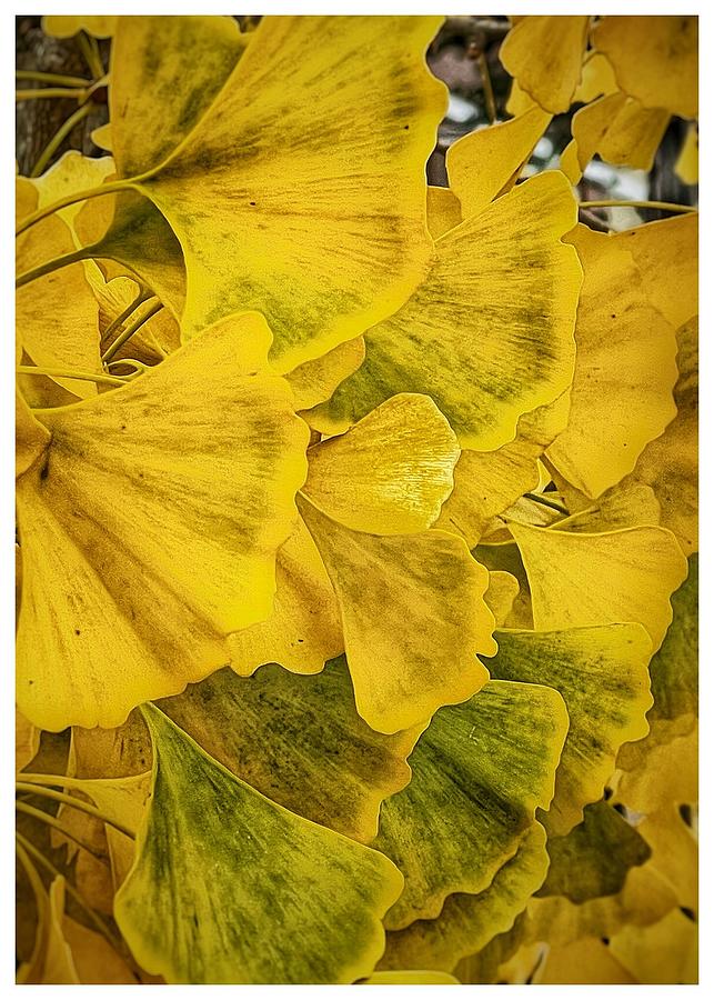 Ginkgo Leaves Photograph by Teresa Hughes