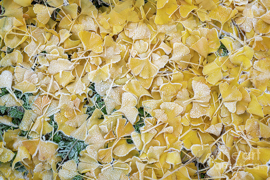Ginkgo Tree Leaves in the Winter Frost Pattern Photograph by Tim Gainey