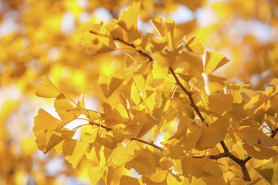 Ginko Biloba Yellow Leaves Photograph by Jenny Rainbow
