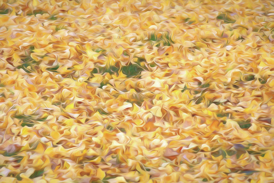 Ginko leaves on the ground in the fall  Photograph by Alessandra RC