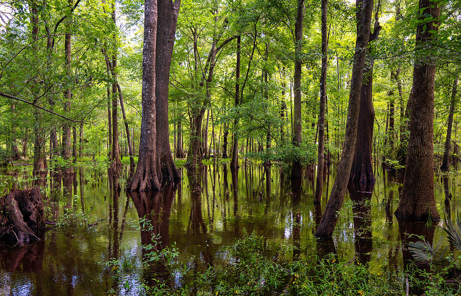 Ginnie Springs Swamp 2022 Photograph by Joey Waves | Fine Art America