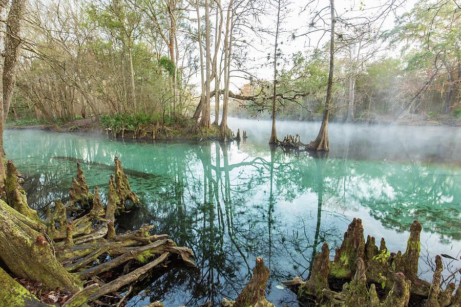 Ginnie Springs Winter Morning Photograph by Stefan Mazzola