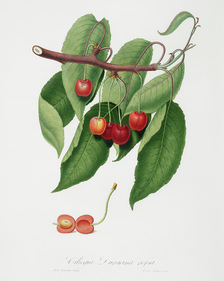 Fruit Digital Art -   -  Giorgio Gallesio  by Celestial Images