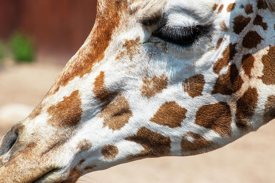 Giraffe 2 Photograph by David Stasiak