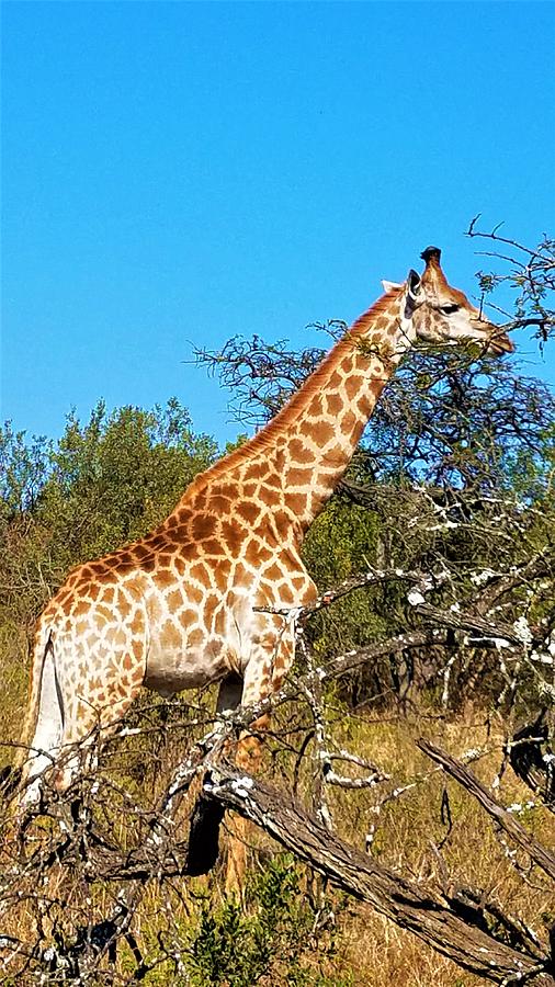 Giraffe 3 Photograph by Vijay Sharon Govender
