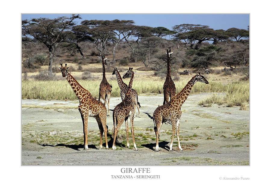 Giraffe Photograph by Alessandro Pezzo