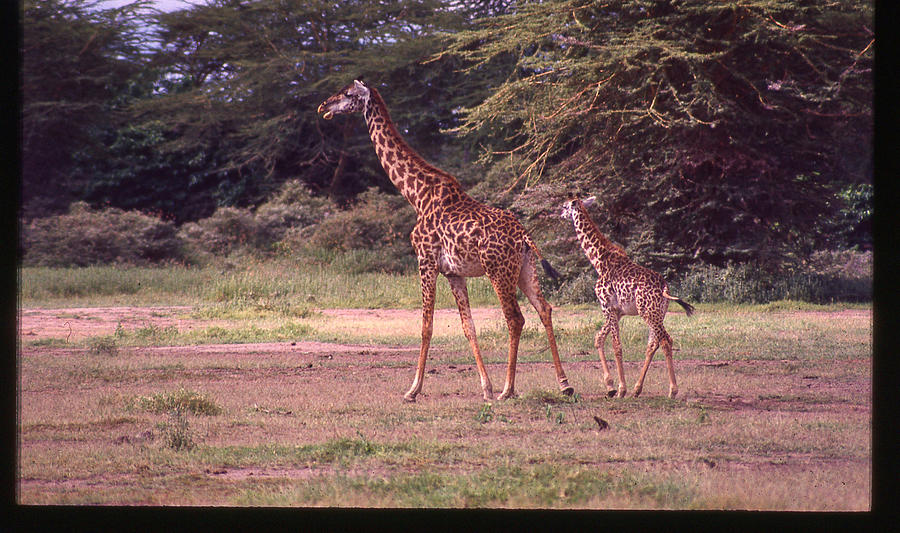 Giraffe and Baby Photograph by Russel Considine