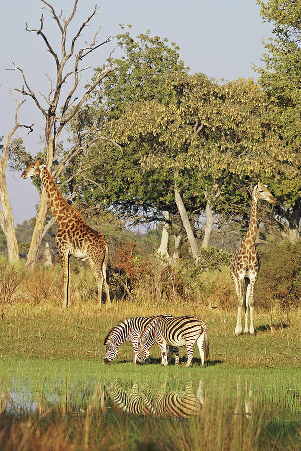 Giraffe Photograph - Giraffe and Zebra Reflection by MaryJane Sesto Giraffe Photograph - Giraffe and Zebra Reflection by MaryJane Sesto