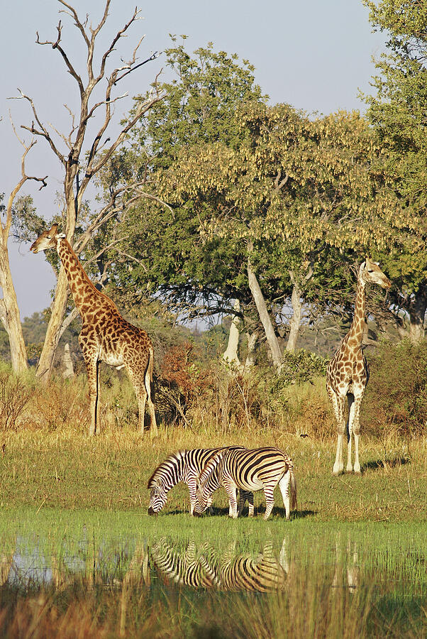 Giraffe and Zebra Reflection Photograph by MaryJane Sesto