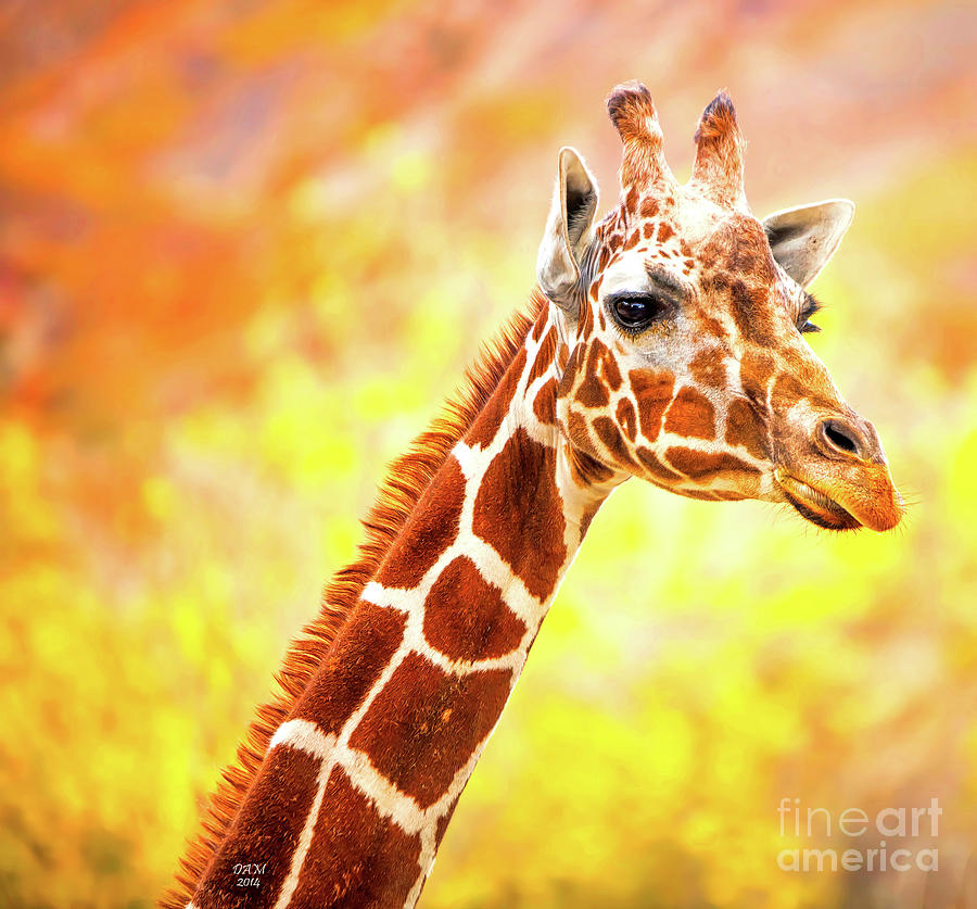 Giraffe Art Nursery Art Photograph by David Millenheft