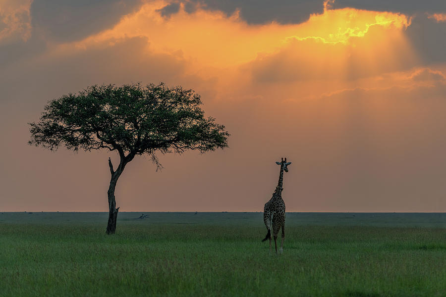 Giraffe at Sunset Photograph by Eric Albright