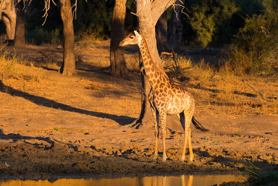 Giraffe at sunset Mapungubwe National Park, South Africa Photograph by Fabio Lamanna