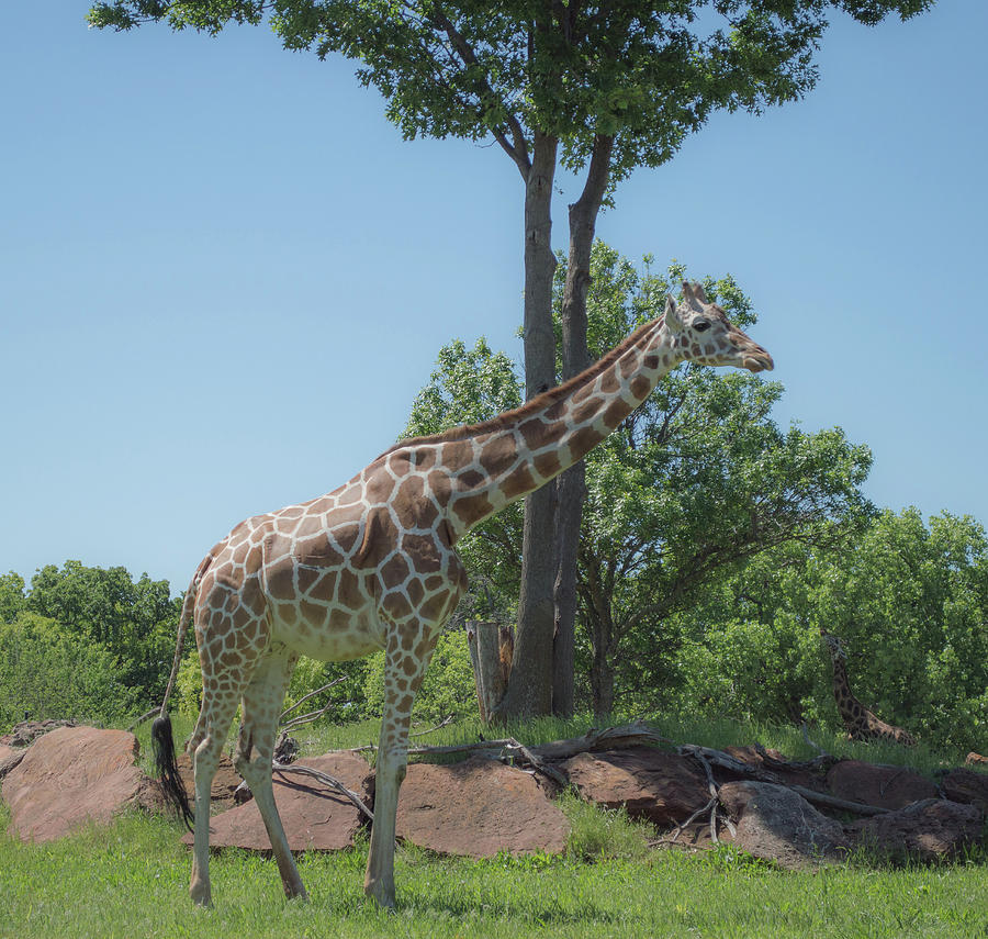 Giraffe at the zoo Photograph by Jennifer Wallace