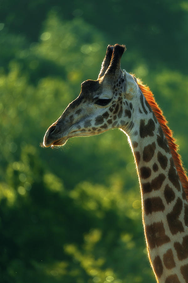 Giraffe backlit by sunrise light Photograph by Murray Rudd