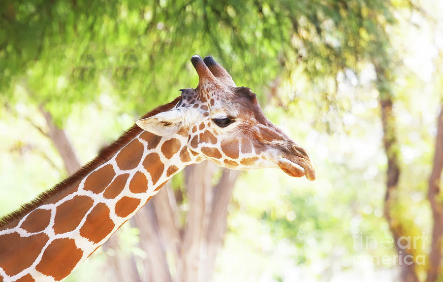 Giraffe Basking in the Light Photograph by Ruth Jolly
