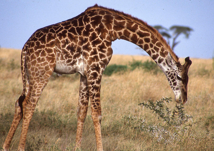 Giraffe Bending Over to Eat Photograph by Russel Considine