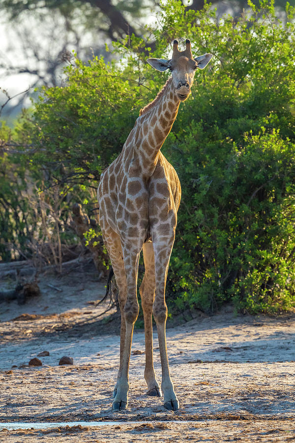 Giraffe Photograph by Bill Cubitt