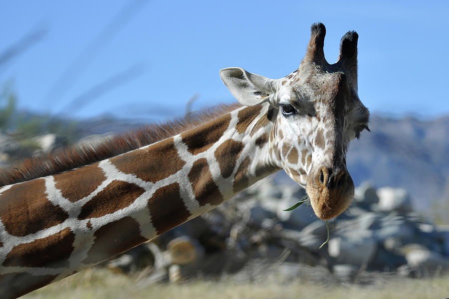 Giraffe Gazing Photograph by Bonnie Colgan