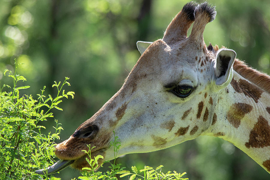 Giraffe browsing on leaves Photograph by Gareth Parkes