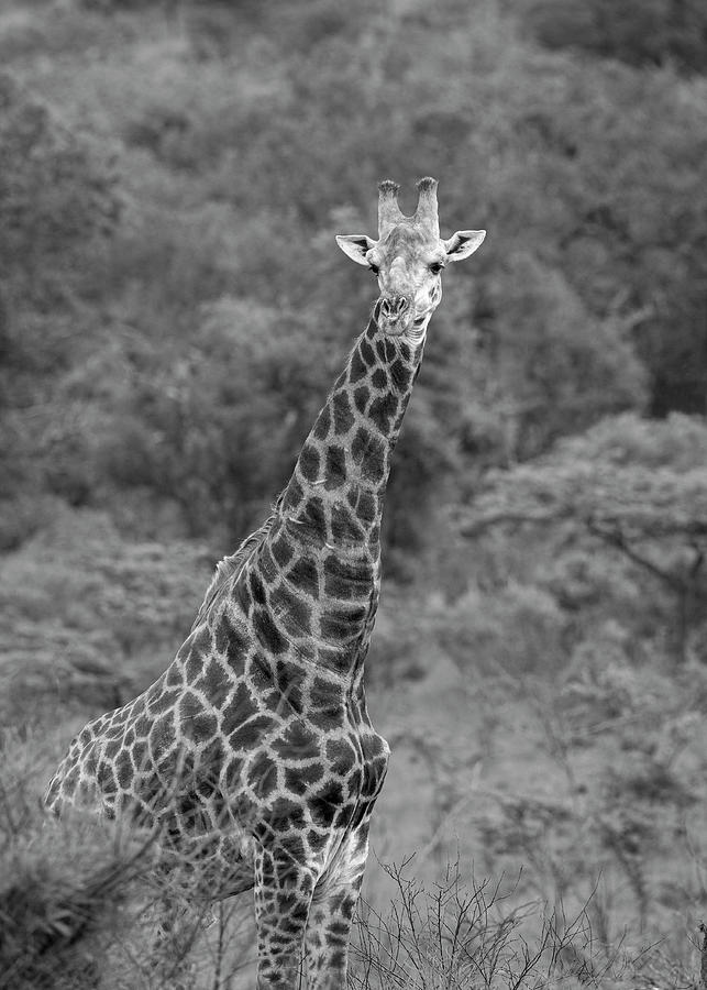 Giraffe Bull Photograph by Maresa Pryor-Luzier
