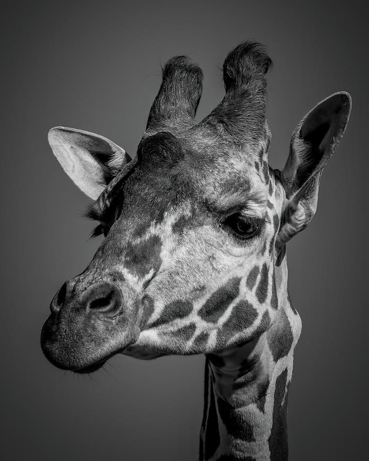 Giraffe BW Photograph by Ernest Echols