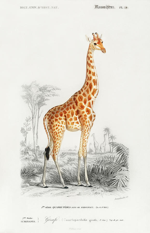 Giraffe Mixed Media by World Art Collective