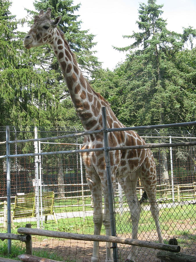 Giraffe Photograph by Choi Ling Blakey - Fine Art America