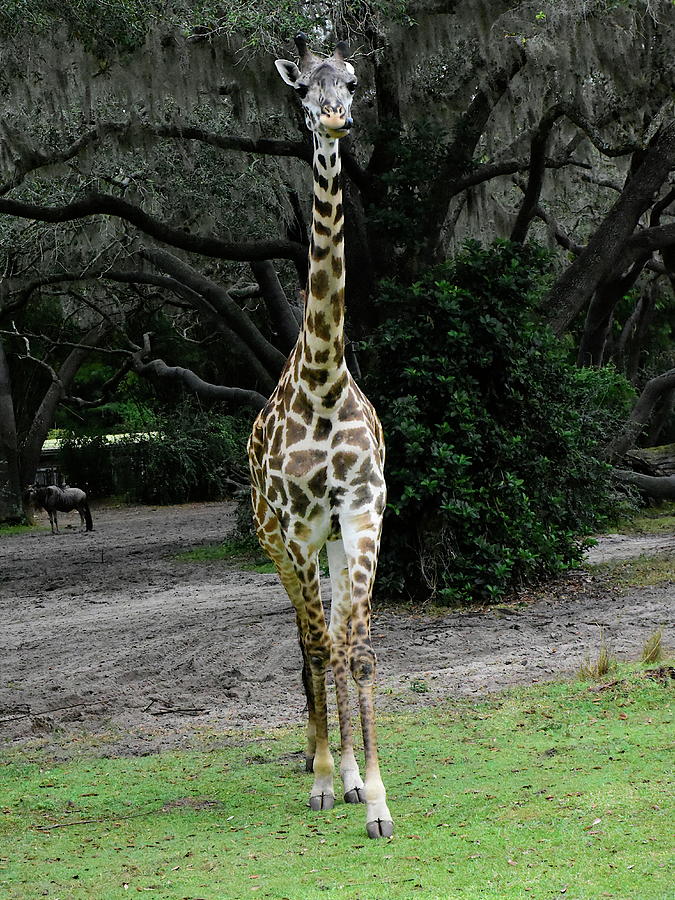 Giraffe Photograph by Christopher Mercer