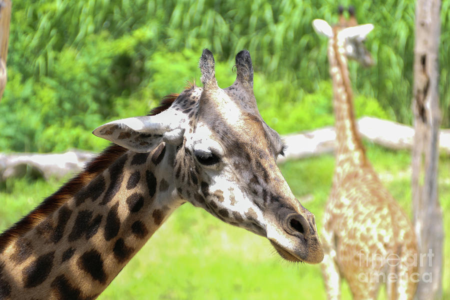 Giraffe close up Photograph by Bentley Davis