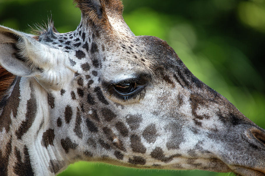 Giraffe Close Up Photograph by Dale Kincaid