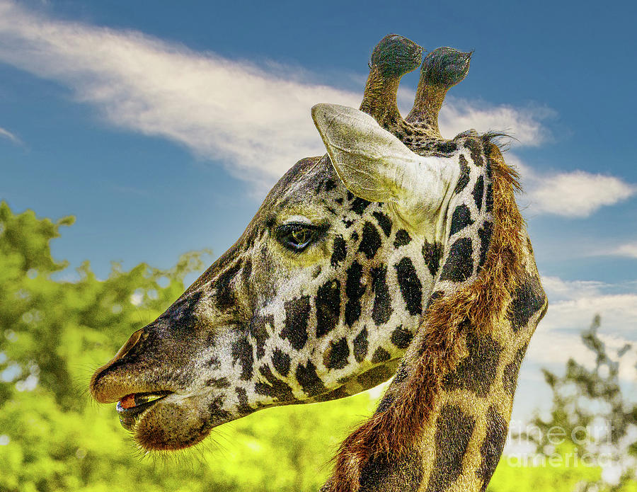 Giraffe Closeup Photograph by Nick Zelinsky Jr