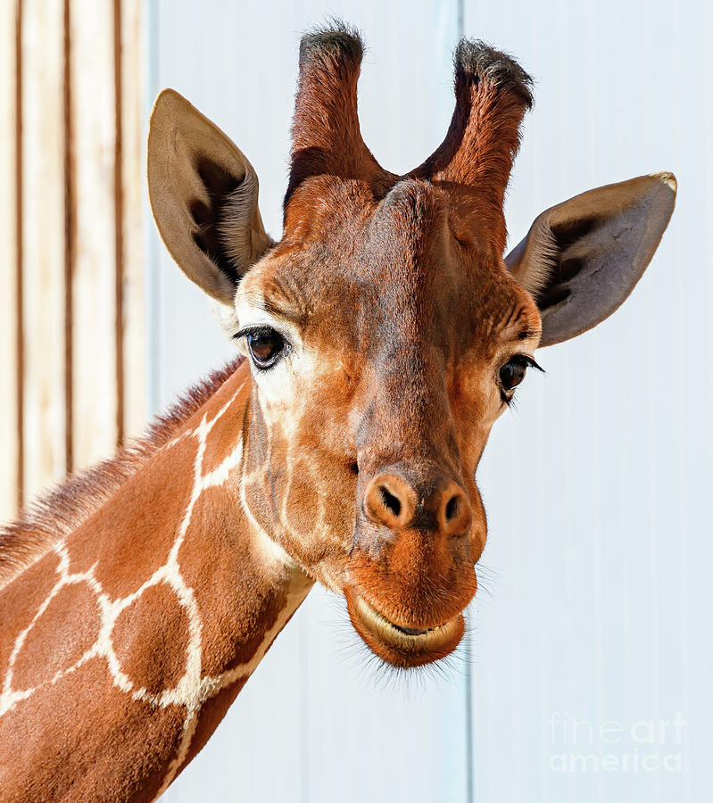 Giraffe Photograph by Colin Rayner