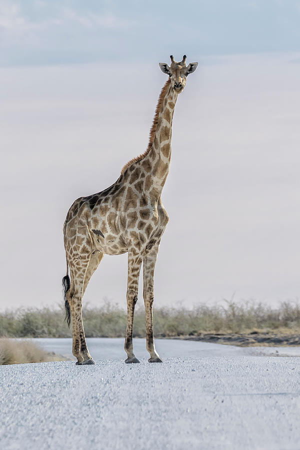 Giraffe Crossing a Road at Etosha Photograph by Belinda Greb