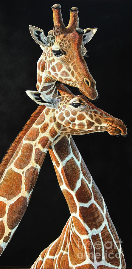 Giraffe Drawing by Cynthie Fisher
