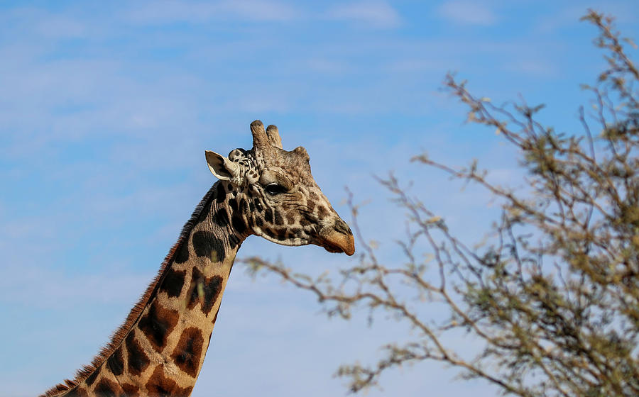 Giraffe Photograph by Dawn Richards